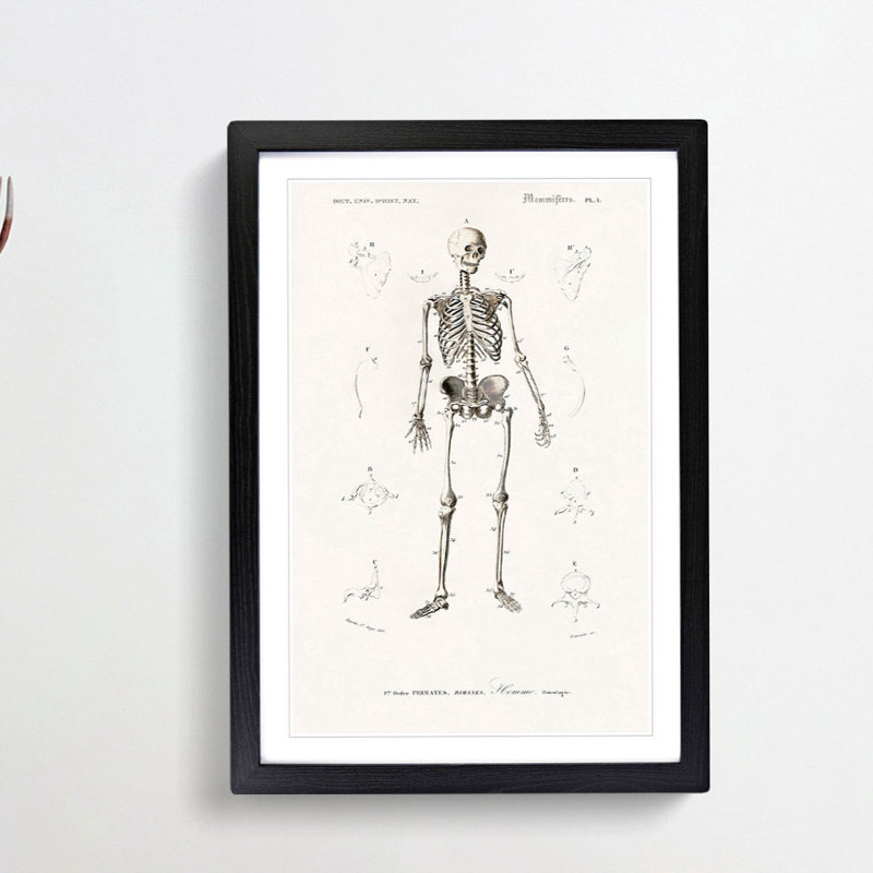 Human Skeleton by Charles dOrbigny - Framed Print, Black Framed, 48cm H x 36cm W x 2cm D