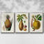 Fruit of the Tropics IV, ensemble de 3 toiles encadrées-97793258-97793260