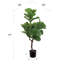 Figuier noir de 40 pouces en pot
