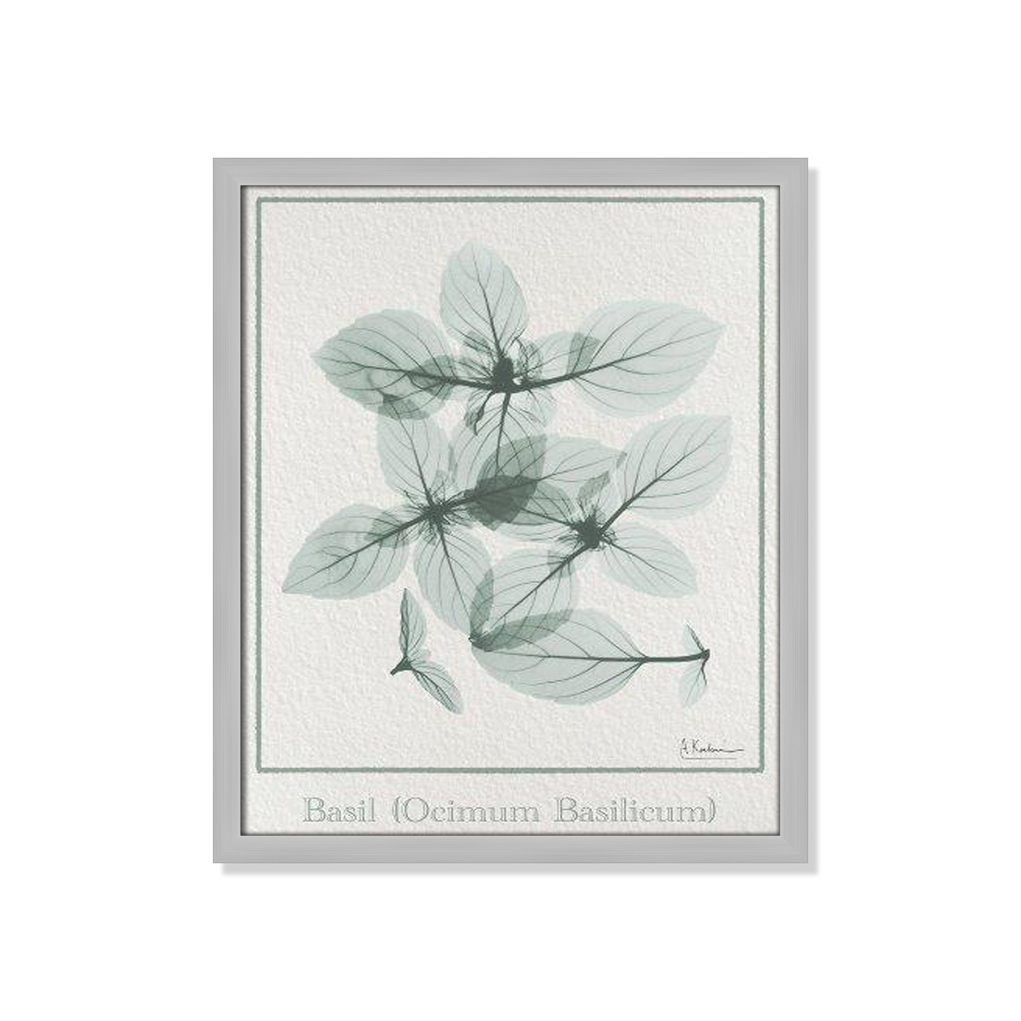 Basil Ocimum Basicicum Framed On Paper by Albert Koetsier Print, 19" H x 16" W x 1.25" D, Matte Silver Framed Paper