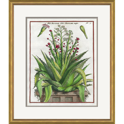 17th Century Florilegium Giclee Print