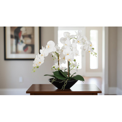 Phalaenopsis Orchid Floral Arrangement in Vase