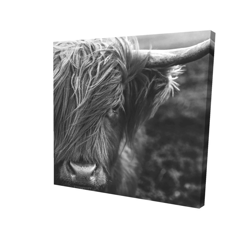 Portrait monochrome d'une vache Highland | Décor de toile noir et blanc