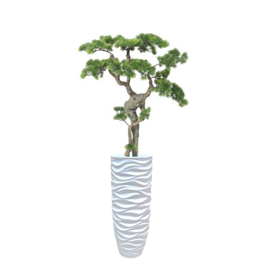 Bonsaï de beauté 68,5 po H