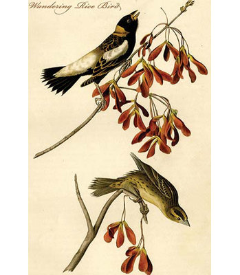 " Wandering Rice Bird "