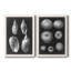 Alabaster Shells III - Ensemble de 2 reproductions d'art sur toile-1893358341-1893358346
