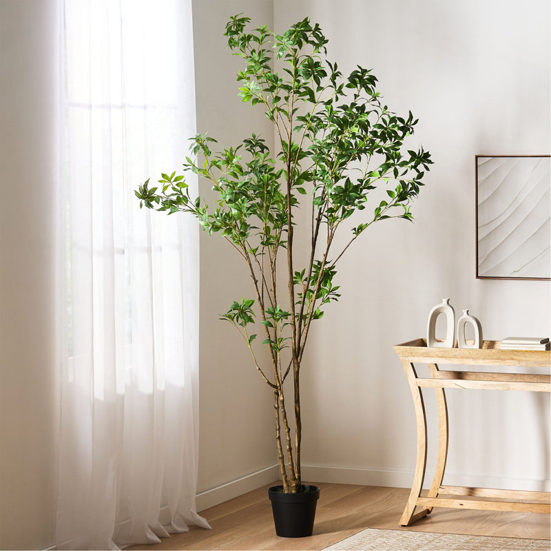 Pieris artificiel, 94,5 po x 47 po