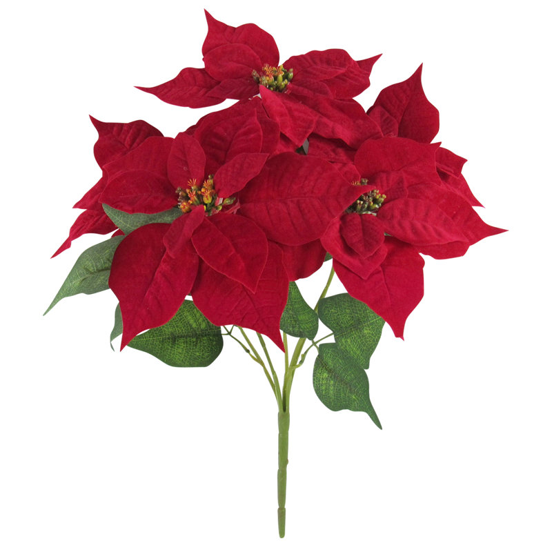 Tige de poinsettia classique
