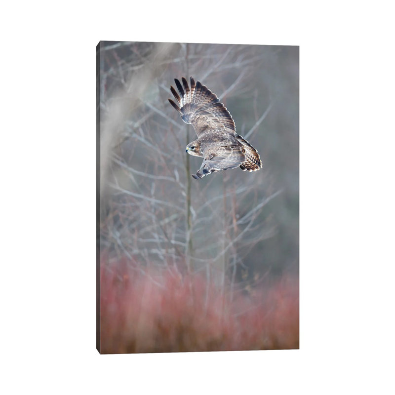Flying Buzzard by Mateusz Piesiak - Wrapped Canvas Print, 20.32 cm H x 30.48 cm W