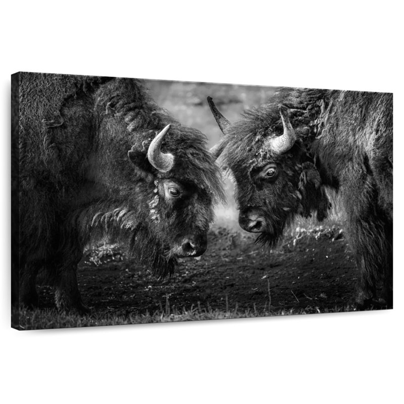 Brampt Bisons Head To Head, 8" H x 12" W