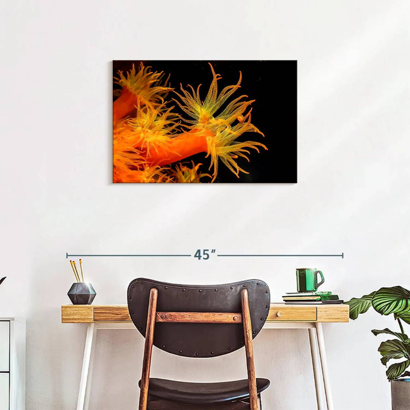 Brampt Sun Polyps, 20" H x 30" W