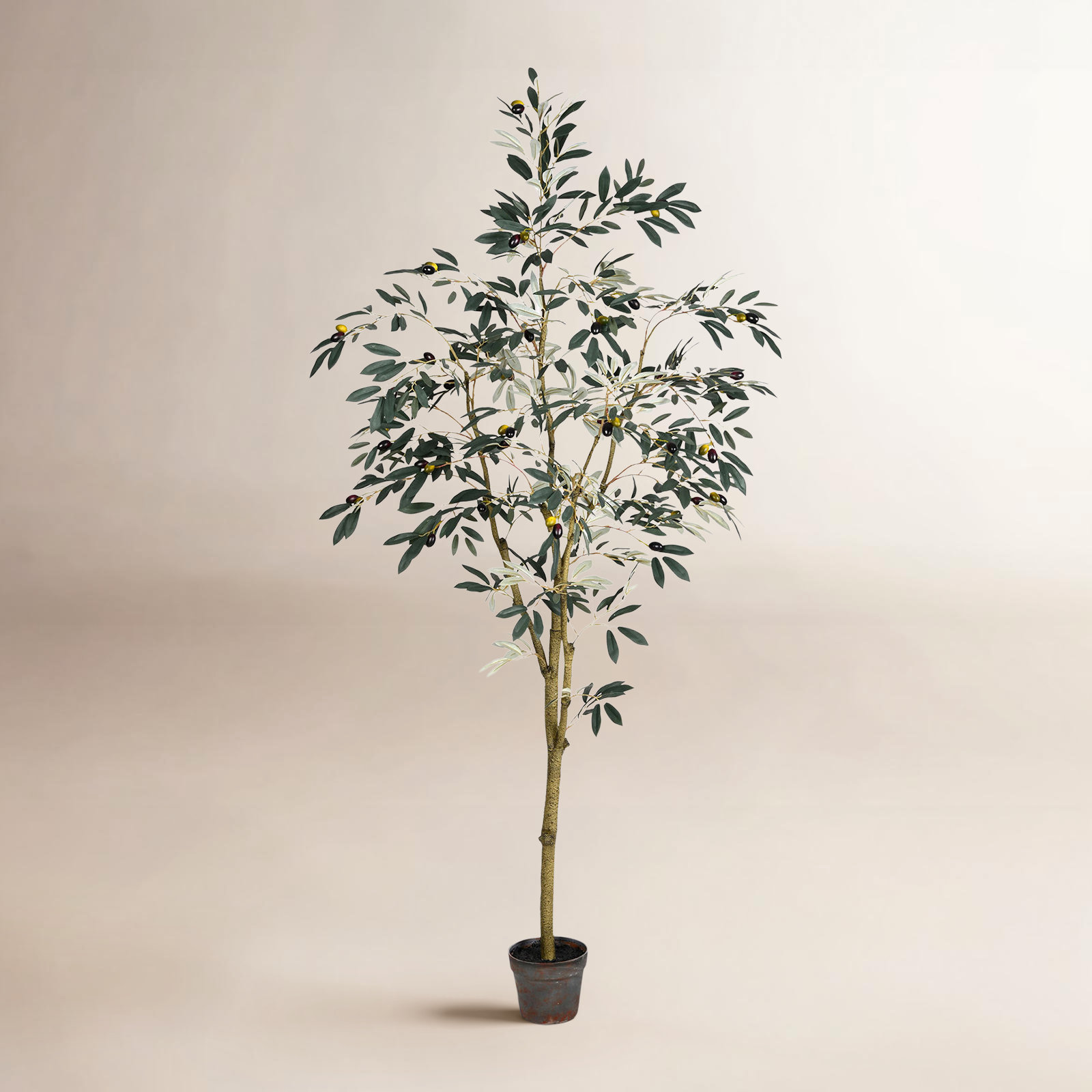Winnetka Olive Tree in Pot, 72" H x 34" W x 34" D