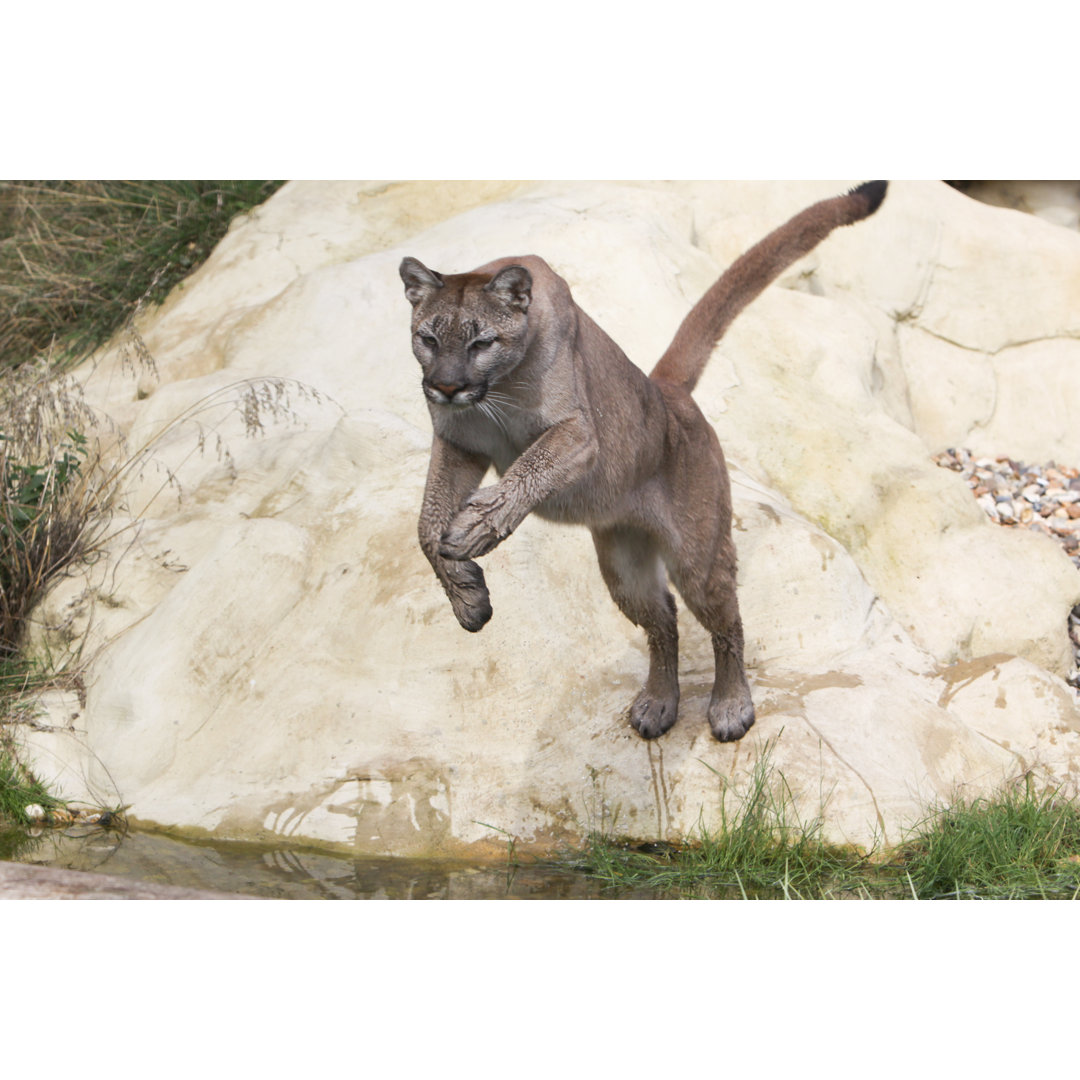 Mountain Lion