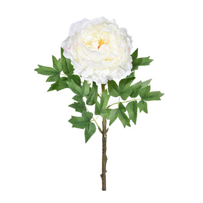 Tige de pivoine Primrue, paquet de 12