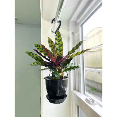 Live Rattlesnake Calathea Plant in Hanging Pot