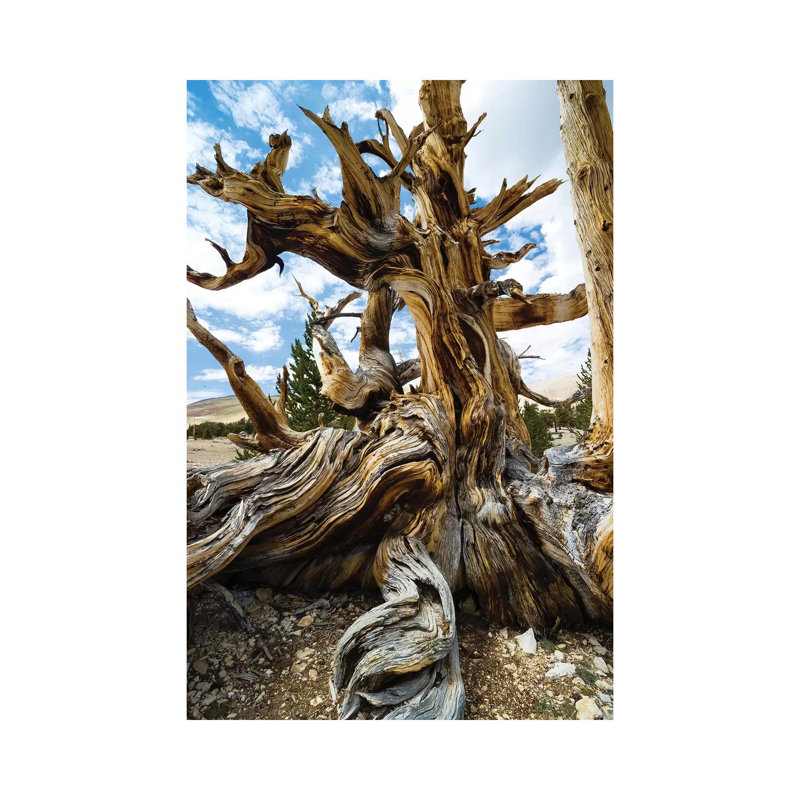 Ancient Bristlecone Pine Forest, White Mountains, Inyo County, California, USA II - Wrapped Canvas Print