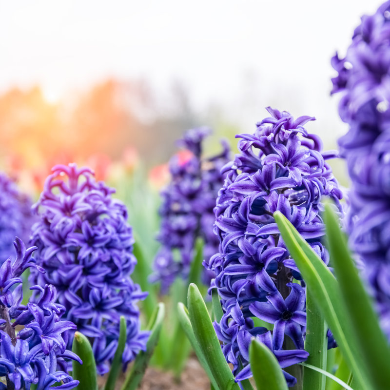 Blooming Blue Hyacinth Closeup - Wrapped Canvas Print, 51cm H x 51cm W x 3.8cm D
