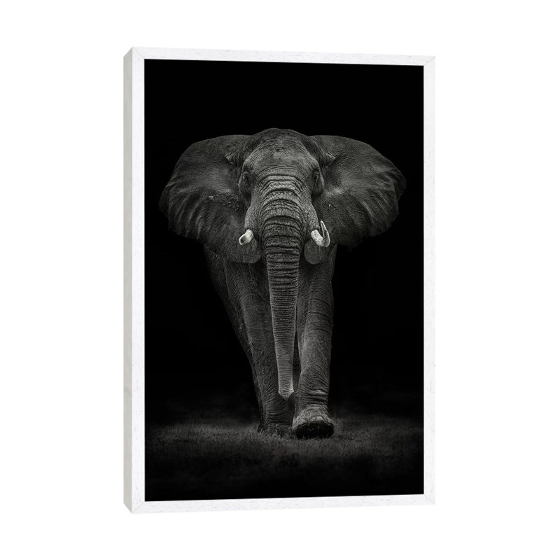 Ngorongoro Bull by Mario Moreno - Print on Canvas, White Floater Framed, 101.6cm H x 66.04cm W x 3.81cm D