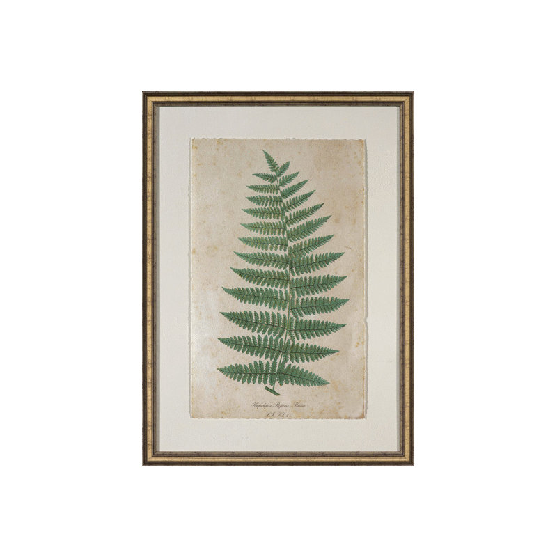 Celadon Fern IV Print