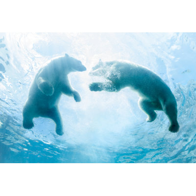 Polar Bear Playing In Water - Wrapped Canvas Print