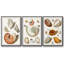 Collection Shells I - Ensemble de 3 cadres flottants sur toile-97754091-97754094