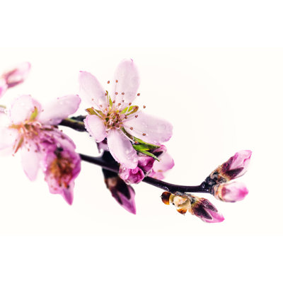 Blossom by Marcomarchi