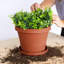 Terra Traditional Plastic Indoor/Outdoor Pot Planter-364854828-364854820