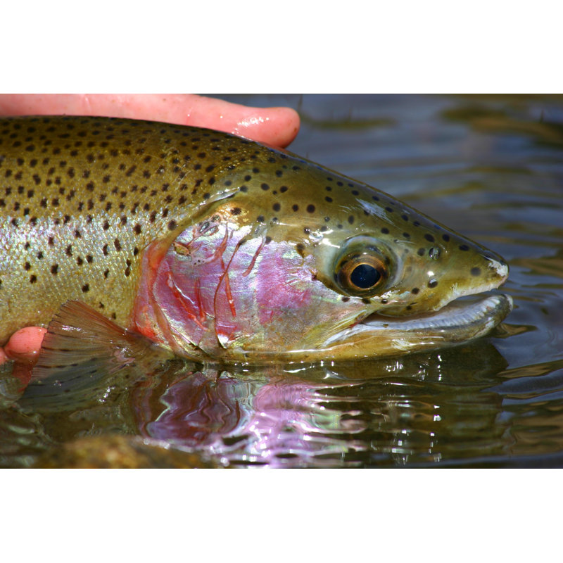 " Rainbow Trout " by Christiannafzger, 12" W x 8" H