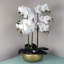 Plant-88685039-88685040