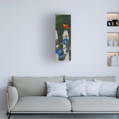 Art sur toile «Bachelor Jeff Hoff Oriole Morning Glories»