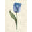 Twin Tulips III by Grace Popp - Art Prints on Canvas-1458147021