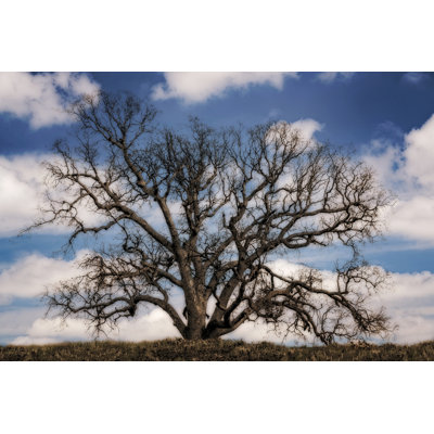 Grand Oak Tree III - Photograph