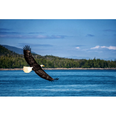 Highland Dunes Bald Eagle On Canvas by Shorex-Koss Print | Wayfair
