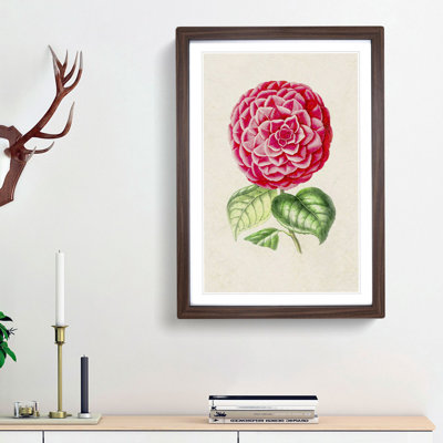 Bright Pink Camellia Flower Illustration - Framed Print