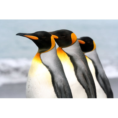 «Poised Penguins» par Savetrev - Photographie sur toile tendue