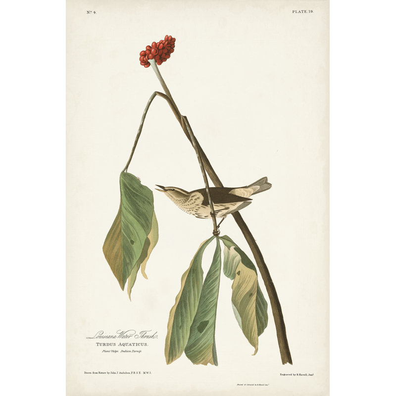 Pl. 19 muguet d'eau de la Louisiane, H 36 po x l 24 po
