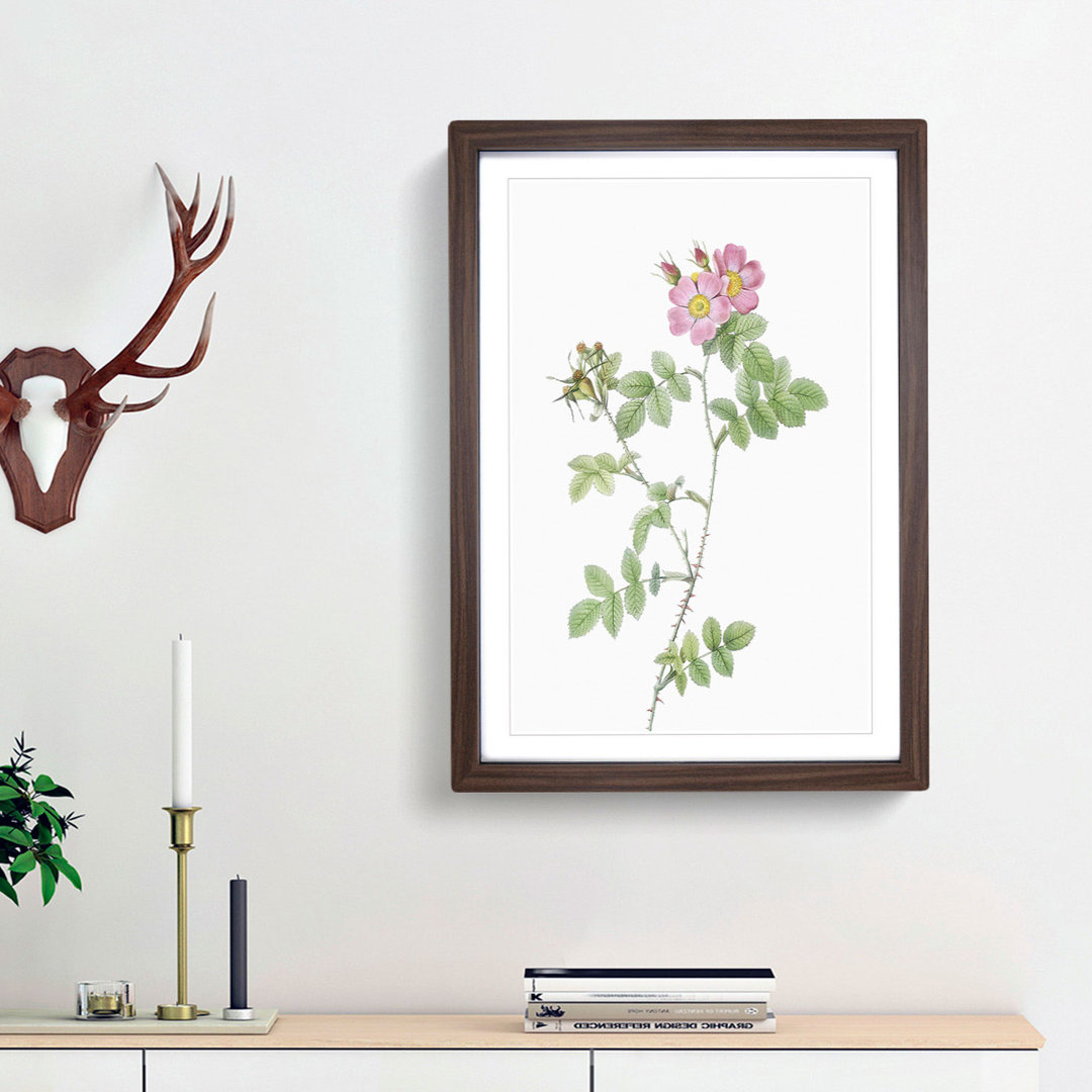 Sweetbriar Roses in Pink by Pierre-Joseph Redoute - Picture Frame Art Prints