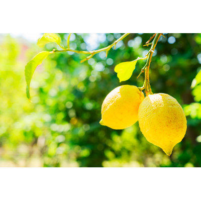 «Lemon Garden Of Sorrento» sur toile par Neirfy