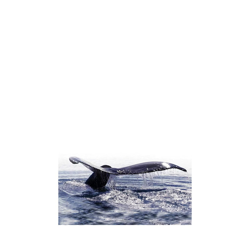 Whale Song Iceland I 1 Piece Wrapped Canvas Painting, 66.04 cm H x 45.72 cm W x 3.175 cm D