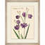 Calopogon Pulchellus 1 Painting