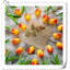 Tulip Arrangement-1226906765