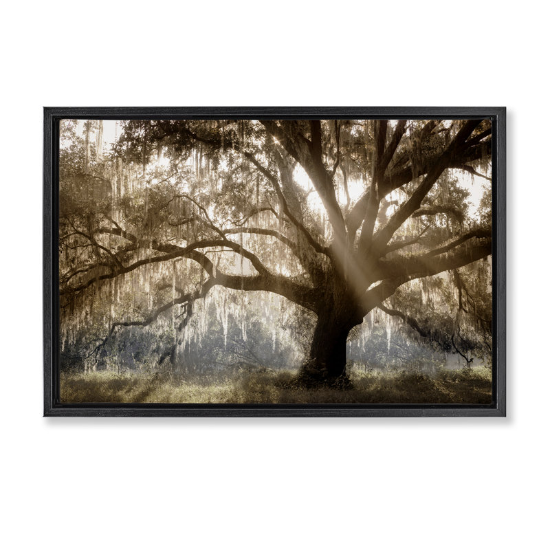  Sun Streak Through Tree Framed Floater Canvas by Danita Delimont, H 21 po x l 31 po, Cadre flottant noir de jais