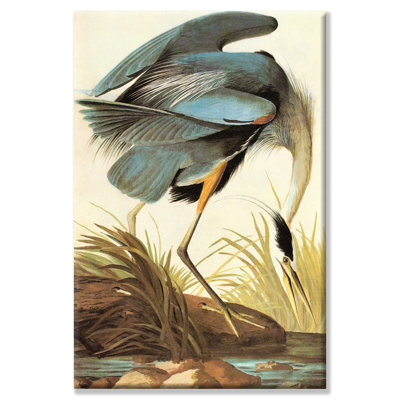 John Audubon - Wrapped Canvas Print