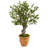 36 " H Faux Olive Tree in Ceramic Planter