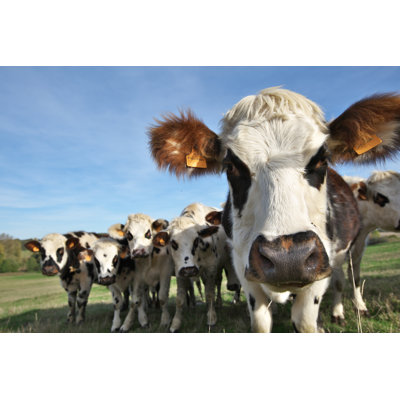 The Reckless Cow 1 Piece Wrapped Canvas Wall Art