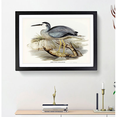 White-Fronted Herons by Elizabeth Gould - Framed Print
