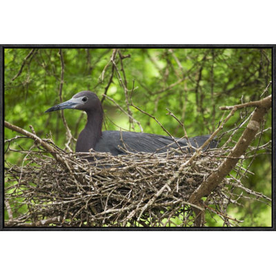 " Little Blue Heron On Nest "