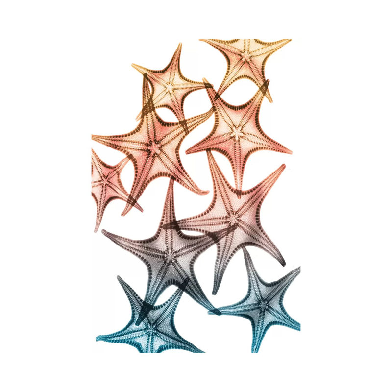 Jolly Starfish II by Albert Koetsier - Print on Canvas, Wrapped Canvas, 30.48cm H x 20.32cm W x 1.91cm D