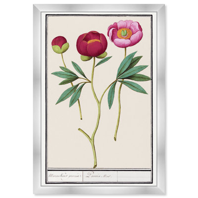 Red and Pink Peony Botanical Study Print