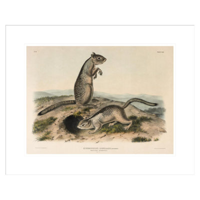 «Spermophile (Spermophillus douglassii)» par John James Audubon
